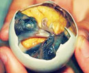 Balut