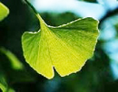 Gingko