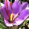 Crocus Safran