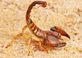 Scorpion