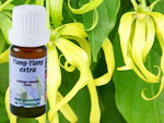 Huile essentielle Ylang-ylang